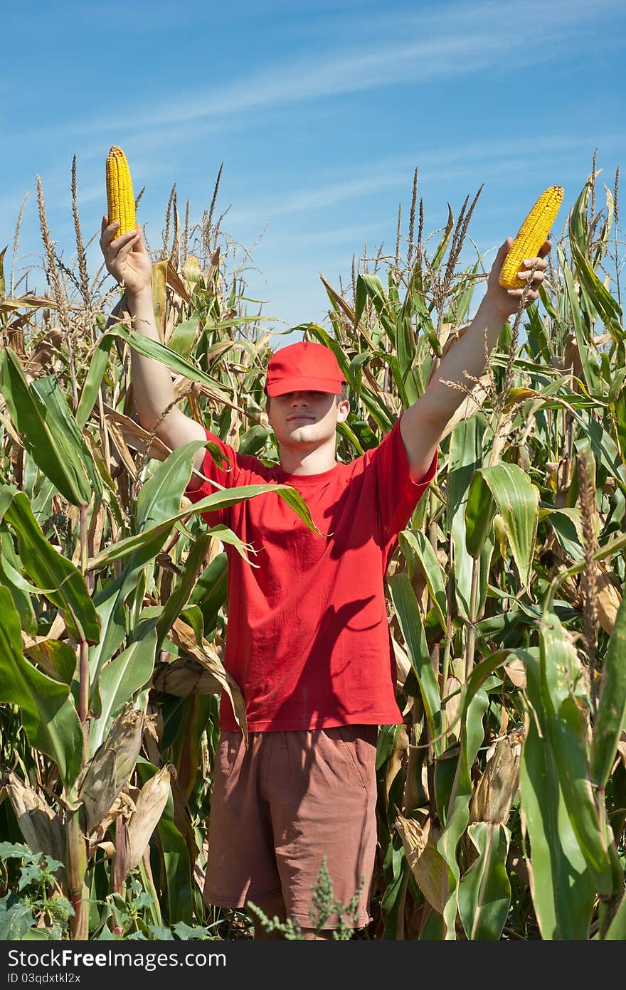 Corn Harvest