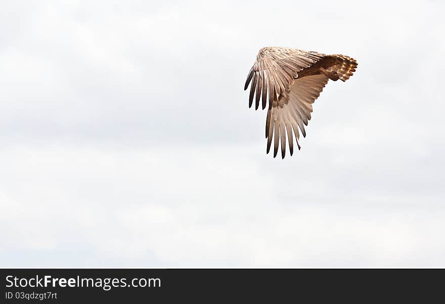 Eagle flies free in the african sky