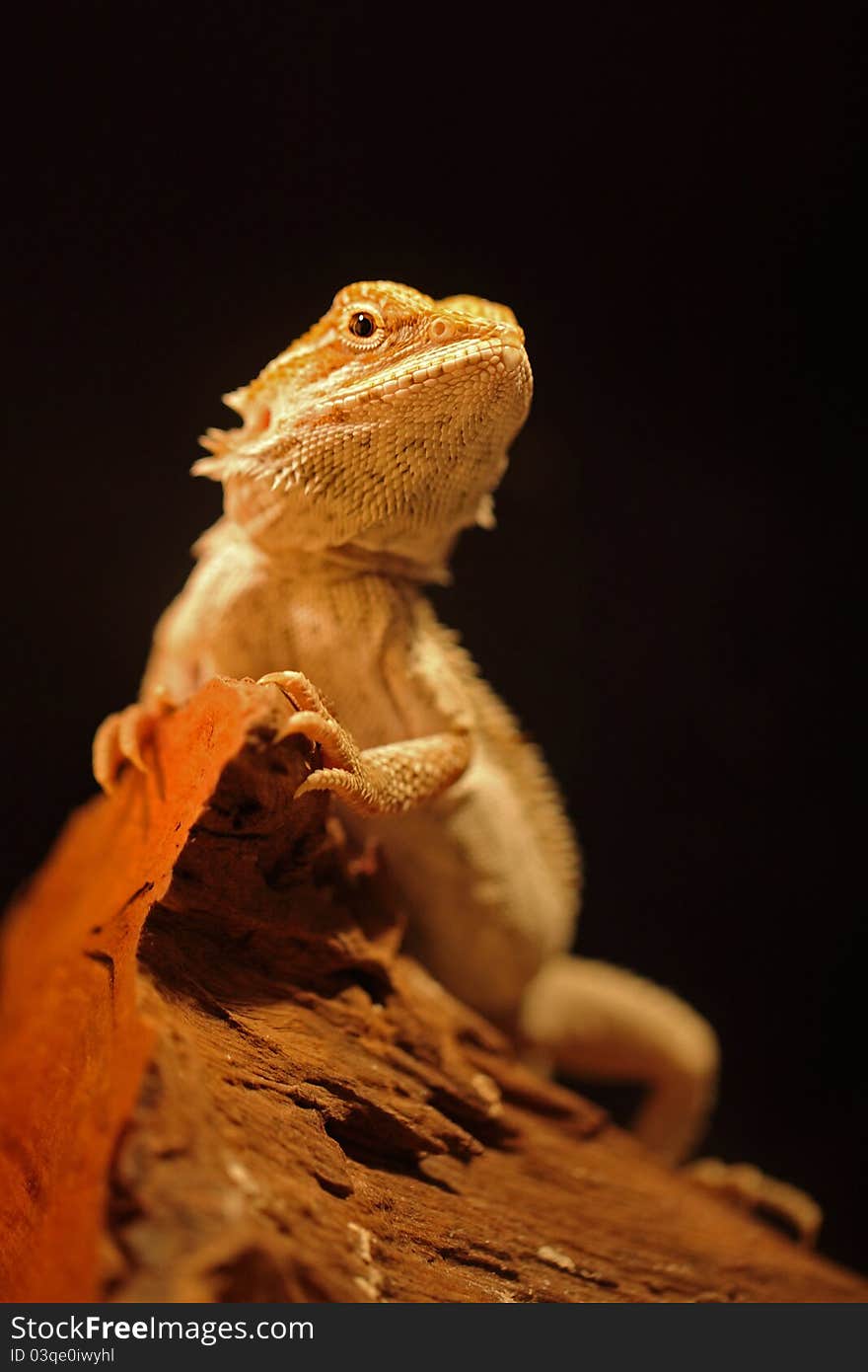 Pogona vitticeps, bearded dragon. Also known as Pogona lizards. These are found on the throat, which can be expanded when threatened. It can squirting blood from back of it eyes to scare predator.