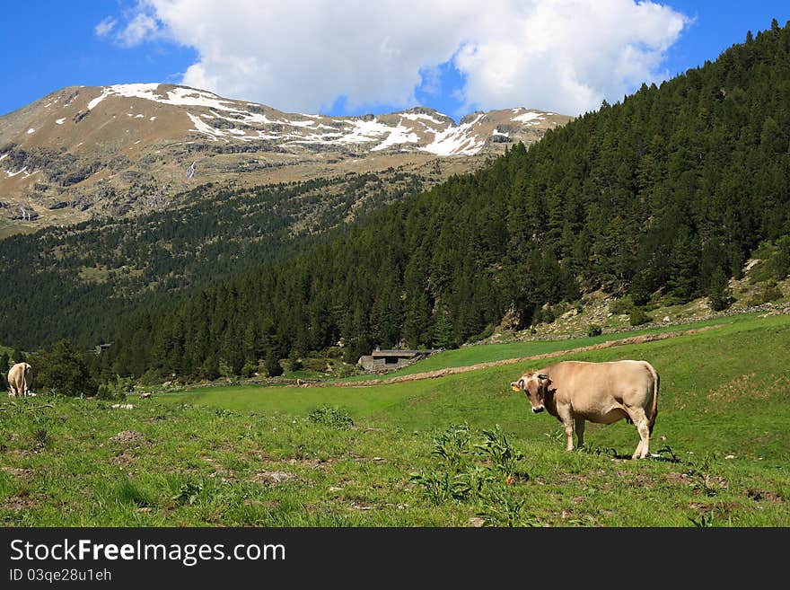 Cow in a field, in the pyrenean mountains in Andorra. Cow in a field, in the pyrenean mountains in Andorra