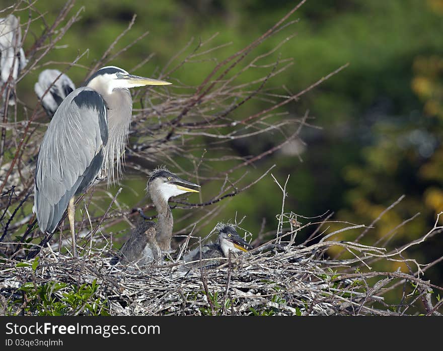 Great blue heron (Ardea herodias)