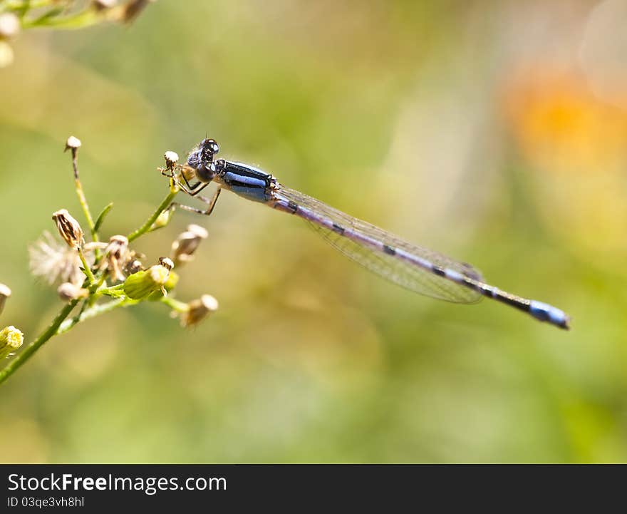 Northern Bluet (Enallagma cyathigerum) or Common Blue Damselfly in Central Park, New York City