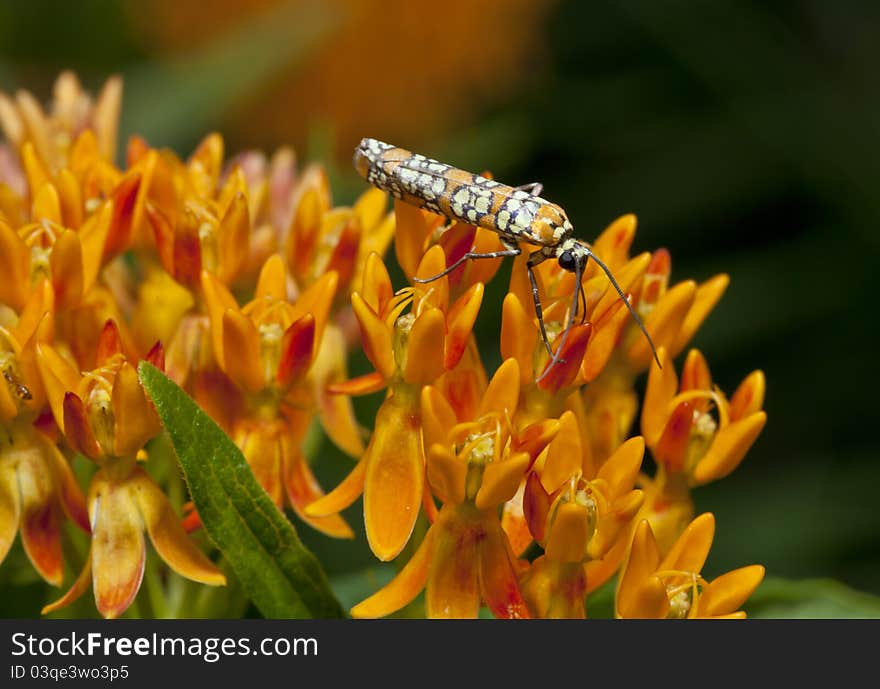 Ailanthus webworm, Atteva aurea