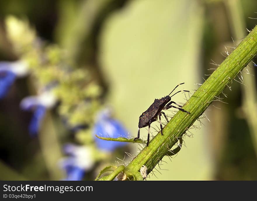 Stink Bug