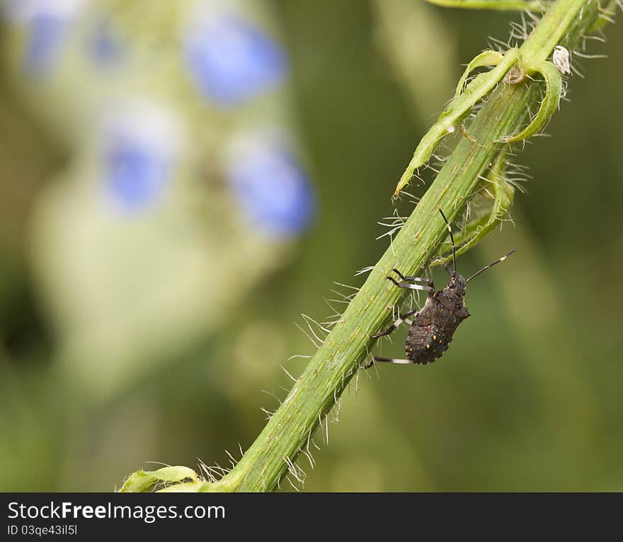 Stink bug on atalk in Central Park, New York City