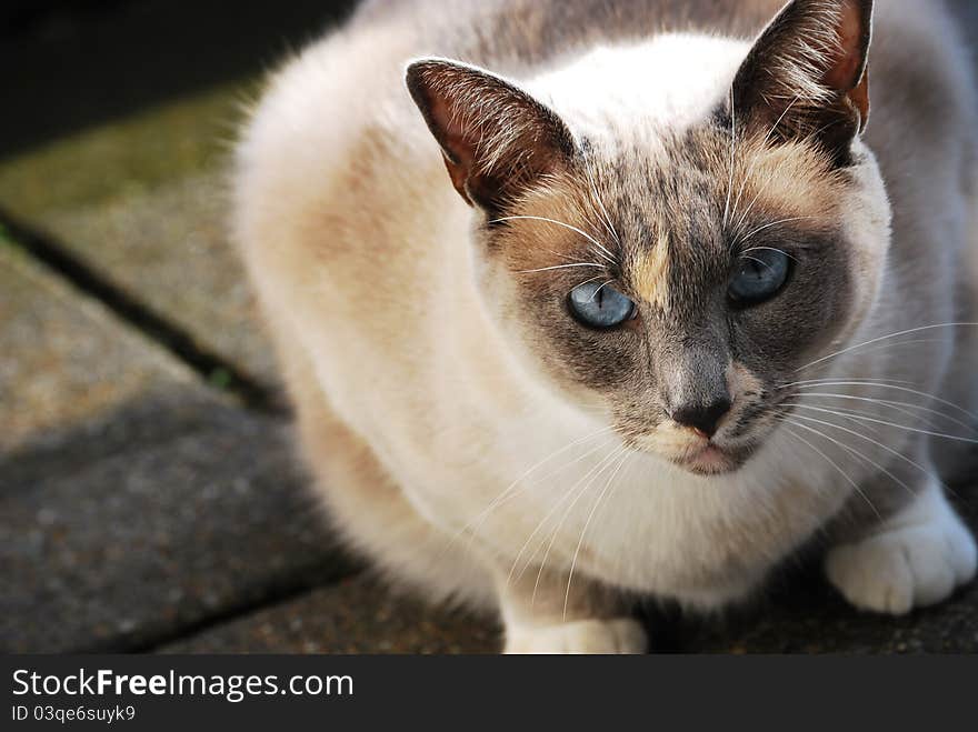 Siamese cat on the balcony