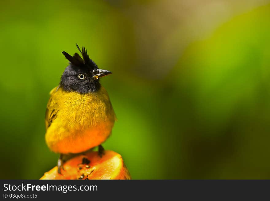 Pycnonotus melanicterus eating a papaya.