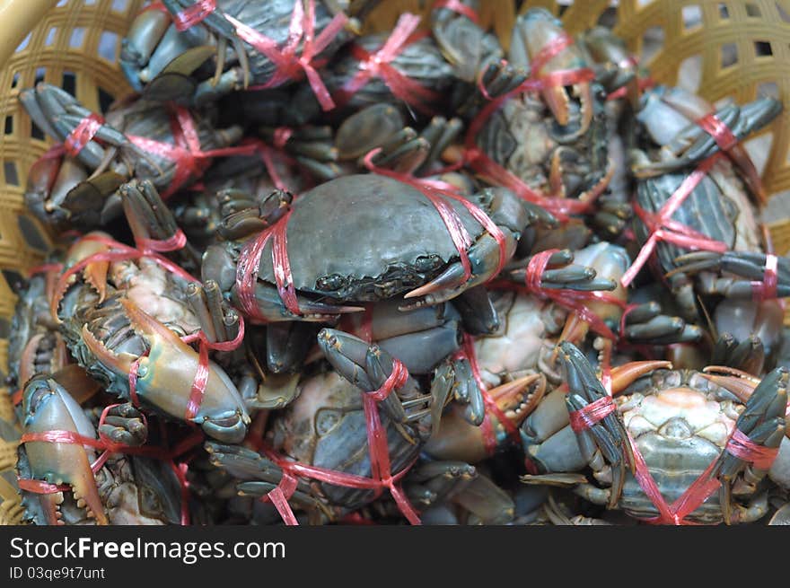 The sea crab, is big,