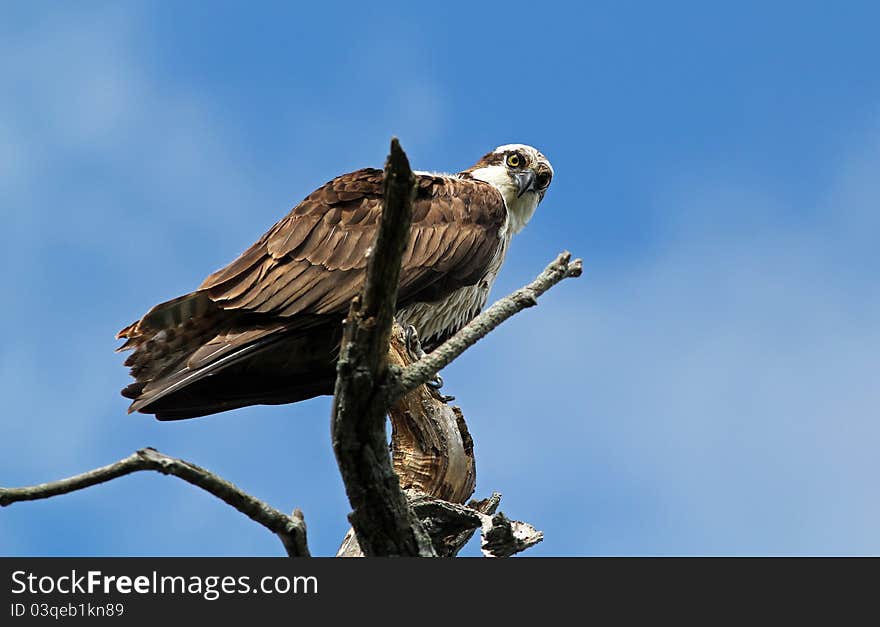 A closeup of a raptor starring intently at prey,perching on dead tree,  against blue sky. A closeup of a raptor starring intently at prey,perching on dead tree,  against blue sky