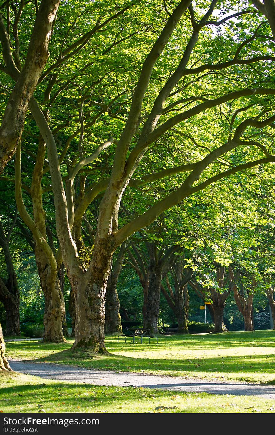 Tress on a trail in a grassy park. Tress on a trail in a grassy park.