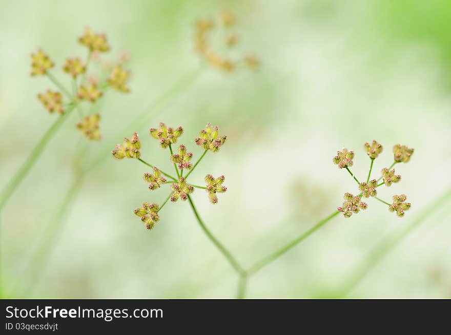 Weed flower