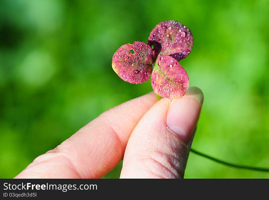 Holding a Trefoil