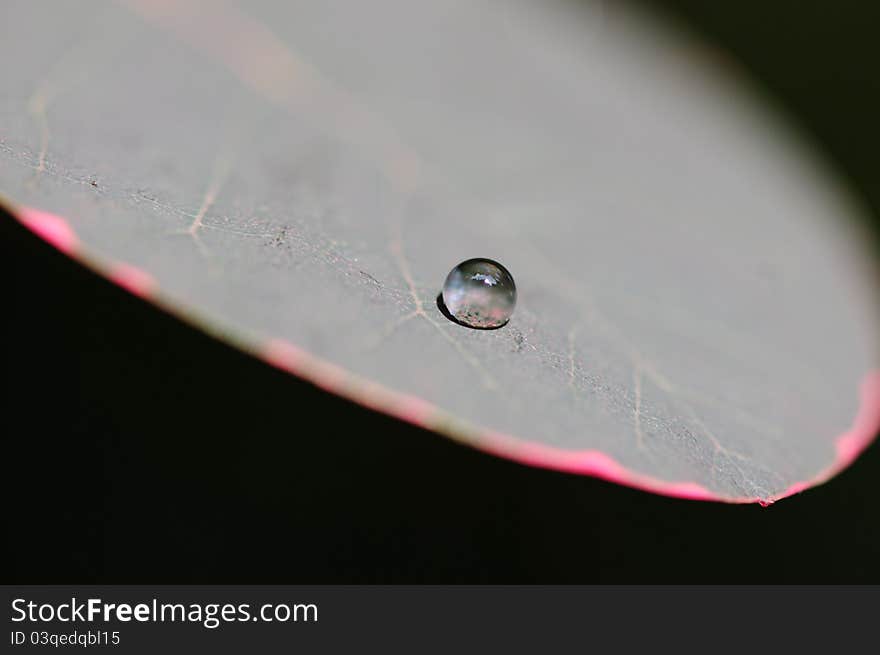 Water drop on a leaf