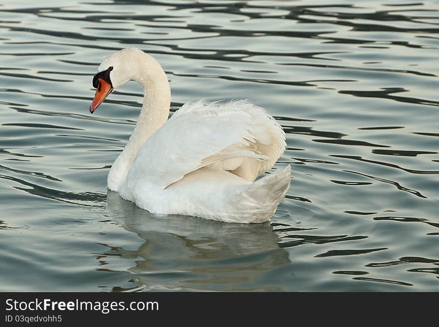 Beautiful white swan