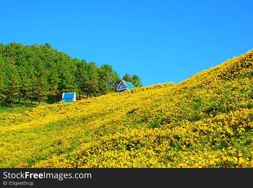 Mexican sunflower Hill