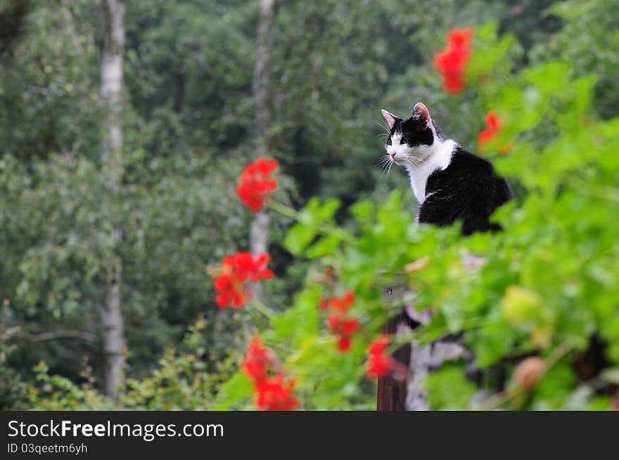 Black and white cat