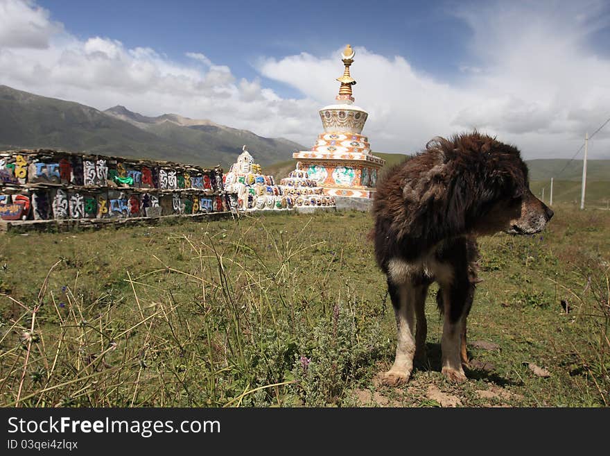 Dog and prayer tower