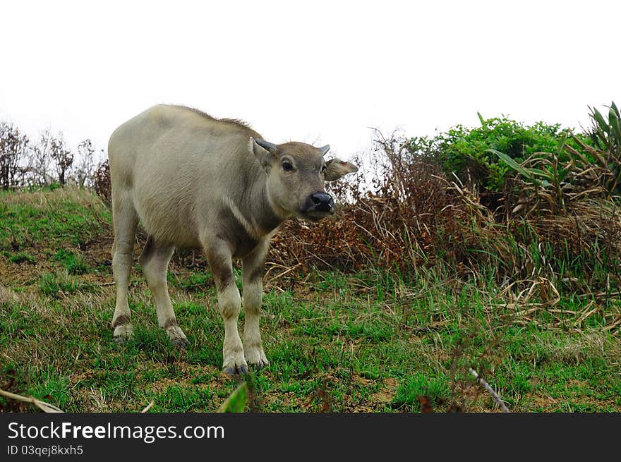 One yellow water buffalo