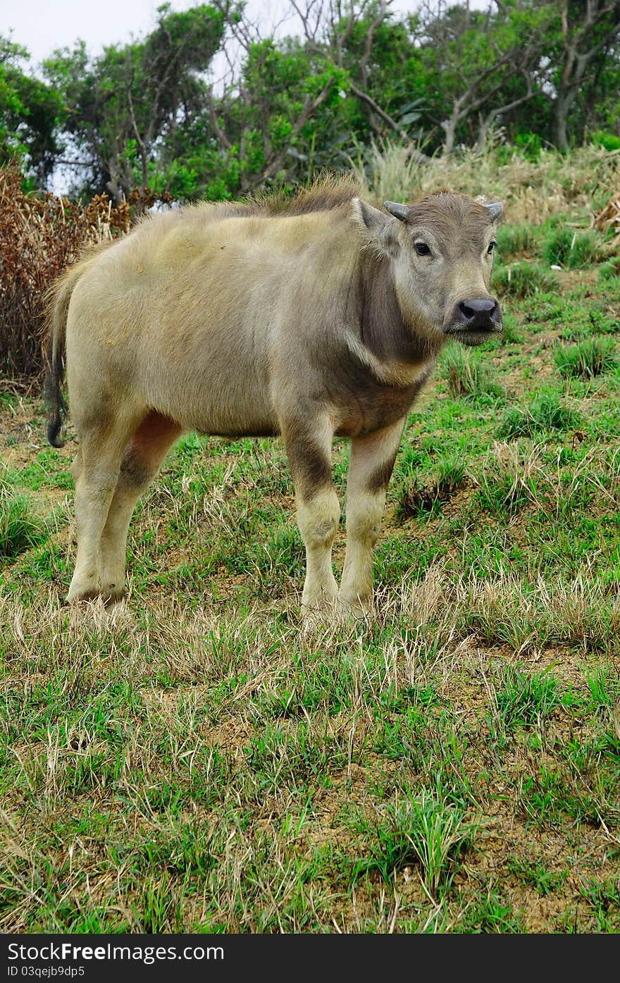 One yellow water buffalo