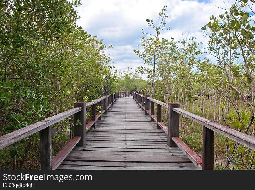 Wood bridge in mangrove forest