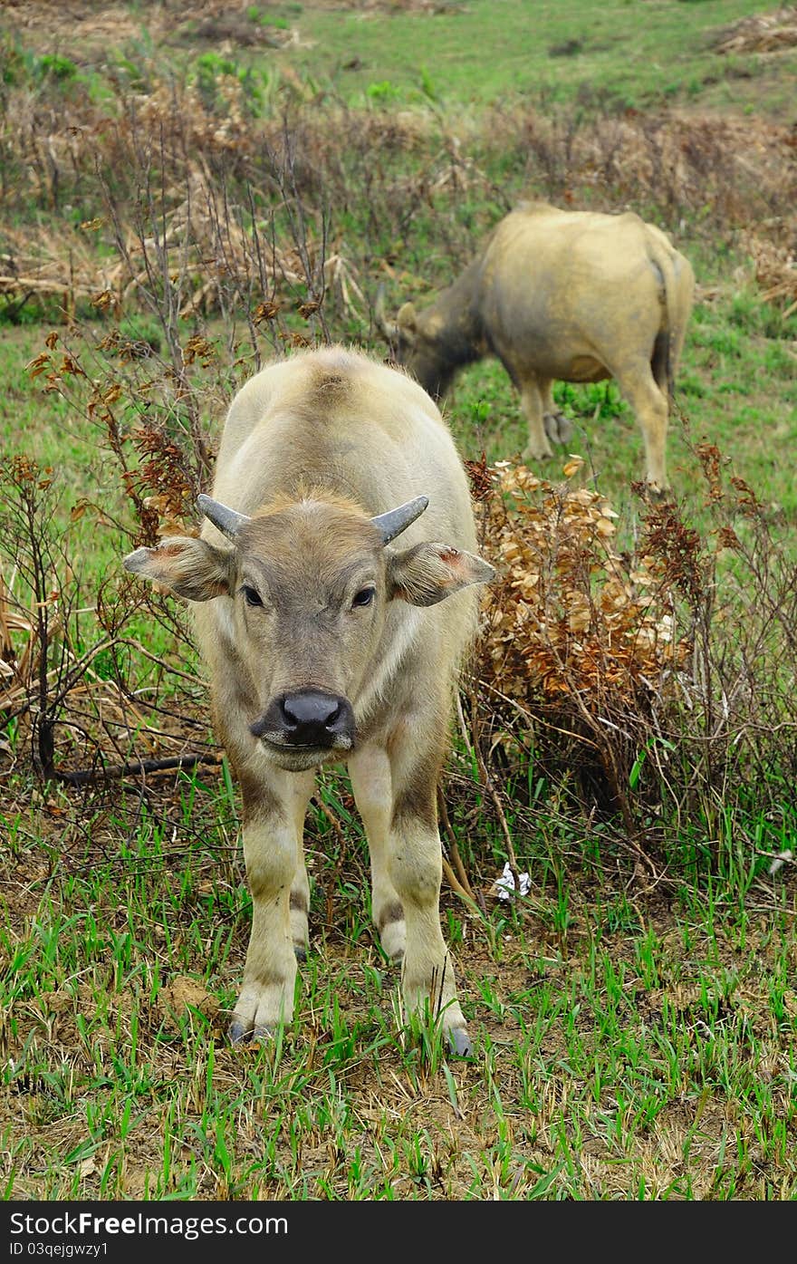 Two yellow water buffalo