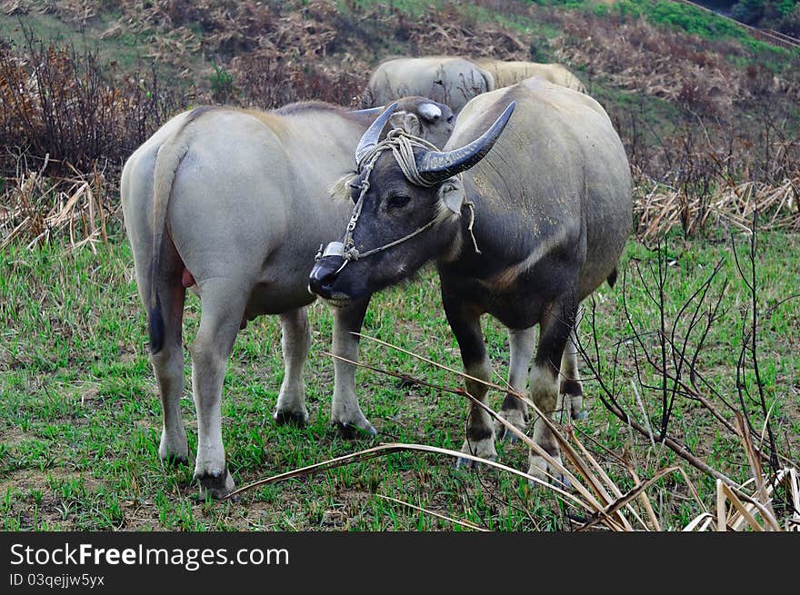 Two water buffalo