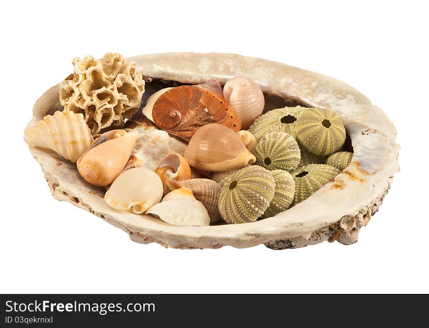 An assorted collection of sea shells arranged inside a larger shell, shot with a uniform deep depth of field, isolated on a white background.