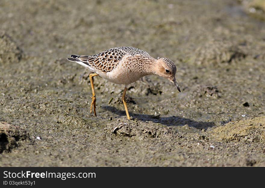 Buff-breasted Sandpiper (Tryngites subrufieollis)