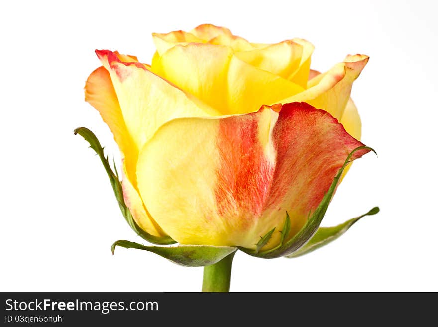 Yellow rose close up on white background. Yellow rose close up on white background