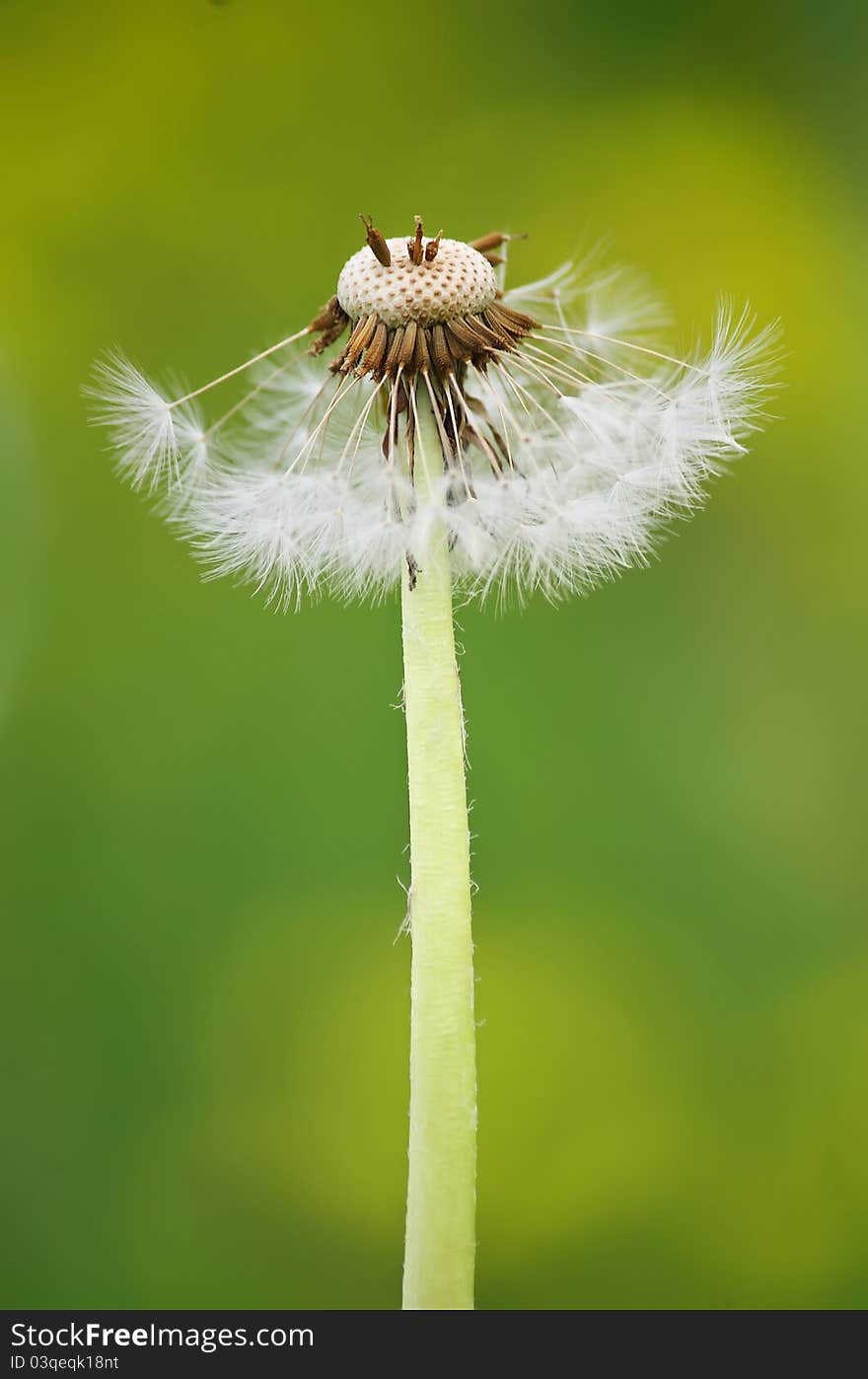 Dandelion