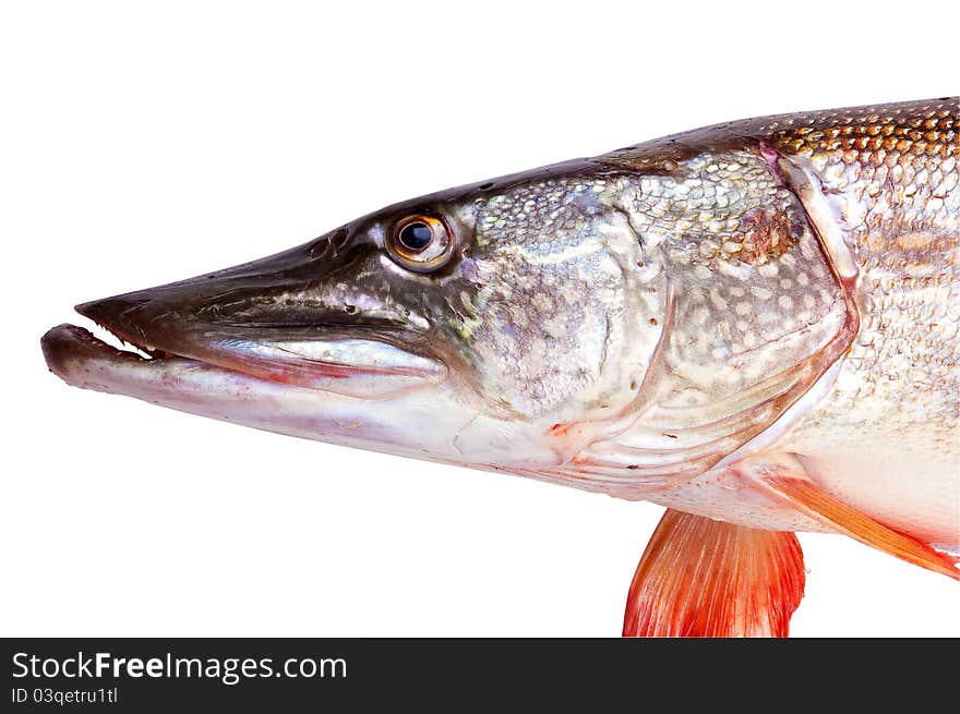 Crude, fresh fish (pike), close up on a white background. Crude, fresh fish (pike), close up on a white background