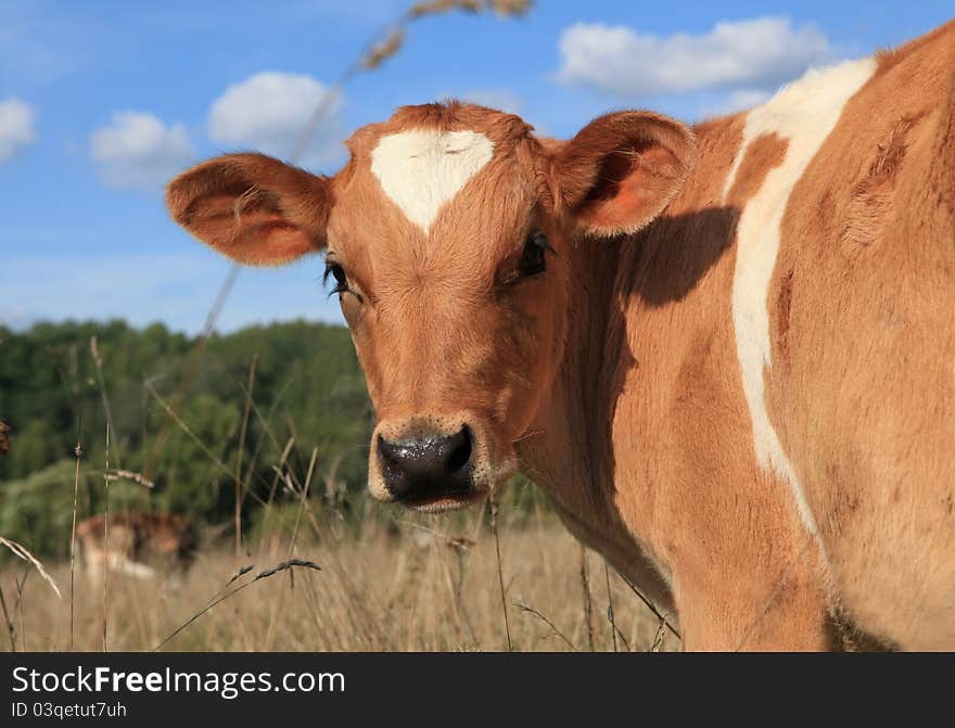 Calf On A Pasture