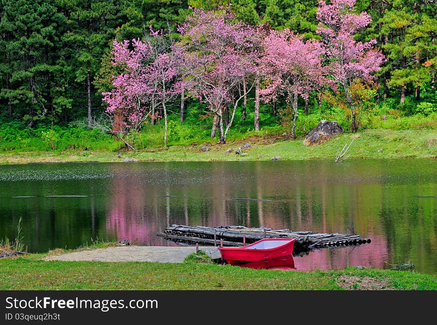 Sakura view and boad in north thailand.