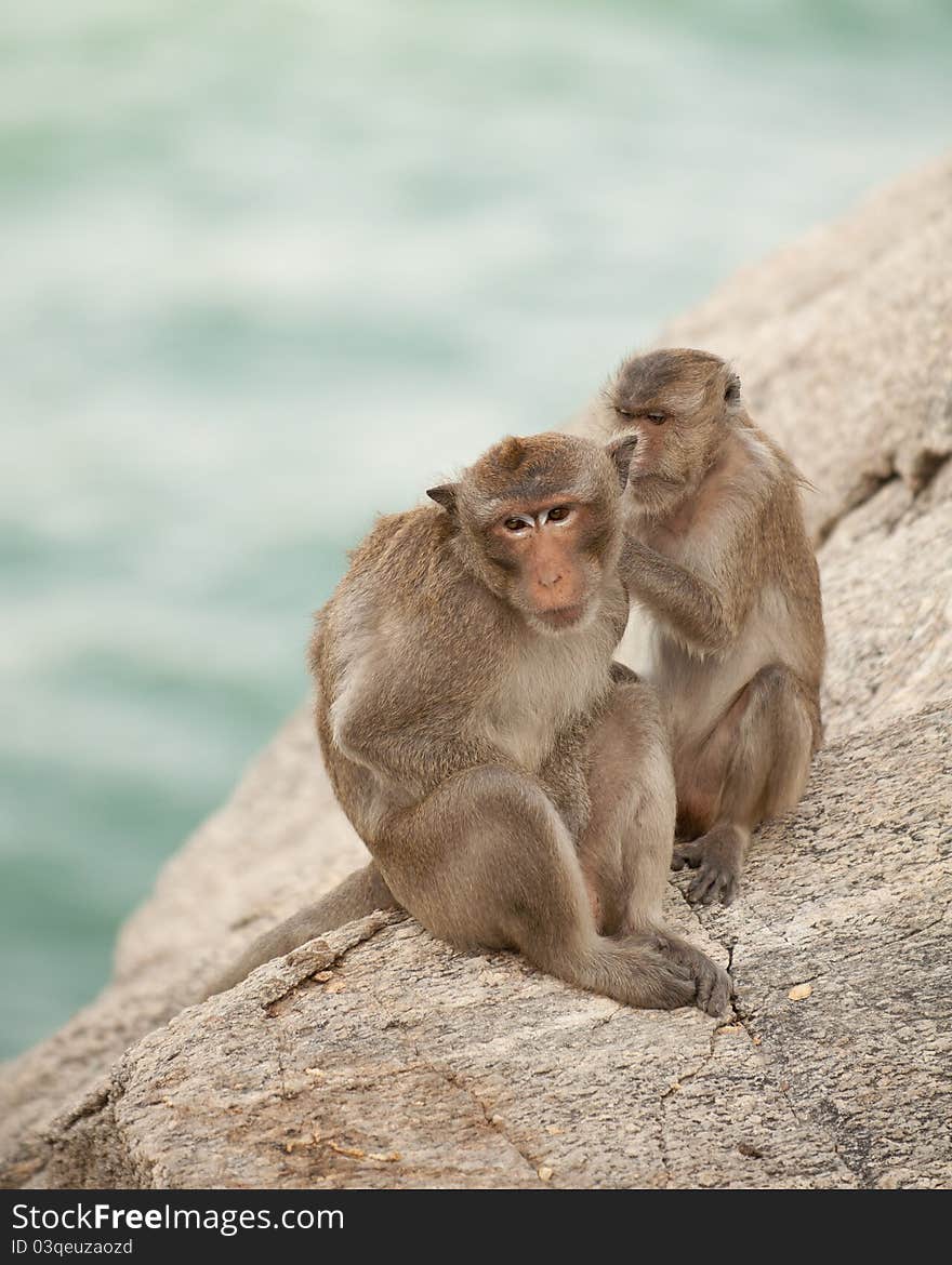 Family monkey in beach thailand.