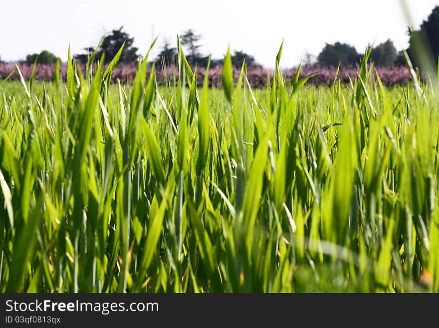 Green landscape of mediterranean area