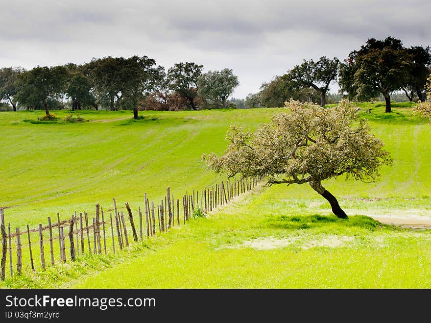 Tree and fence