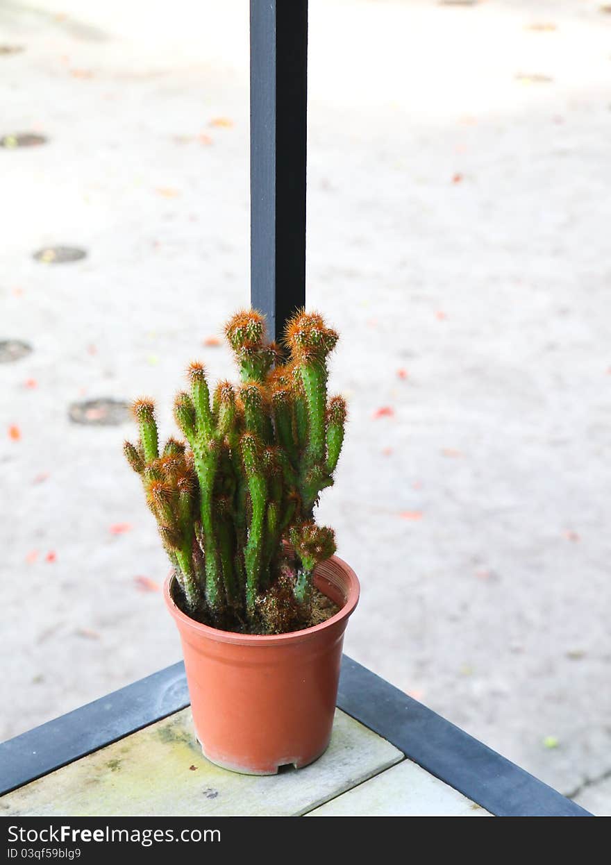 Small cactus with pot on balcony. Small cactus with pot on balcony