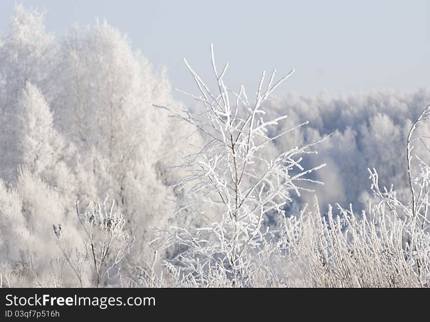 Winter landscape in Russia with droopy trees due to heavy snow