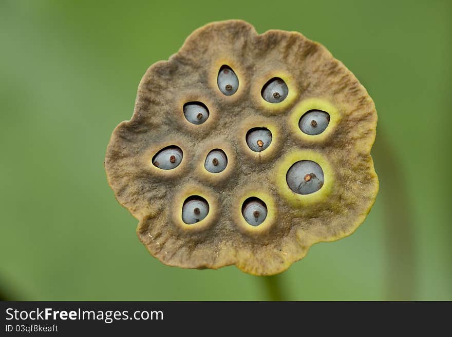 A close up of a amazon plant Monocot
montrichardia,