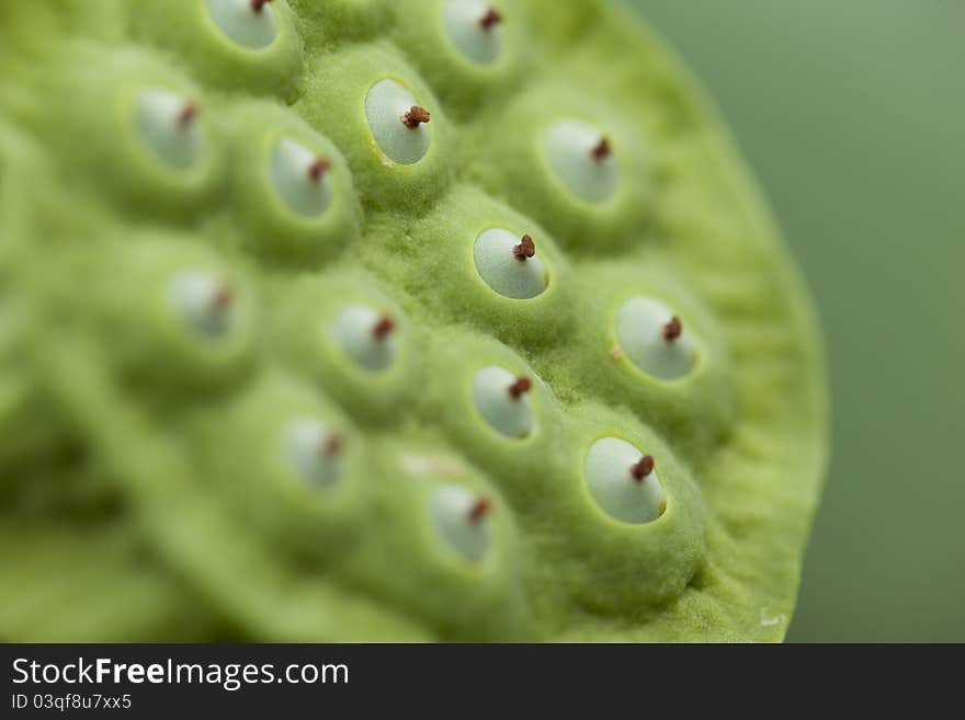 A close up of a amazon plant Monocot
montrichardia with limited focus