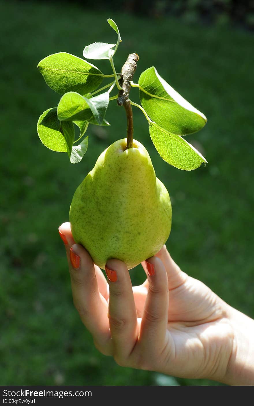 Green pear with leafes in women hand.