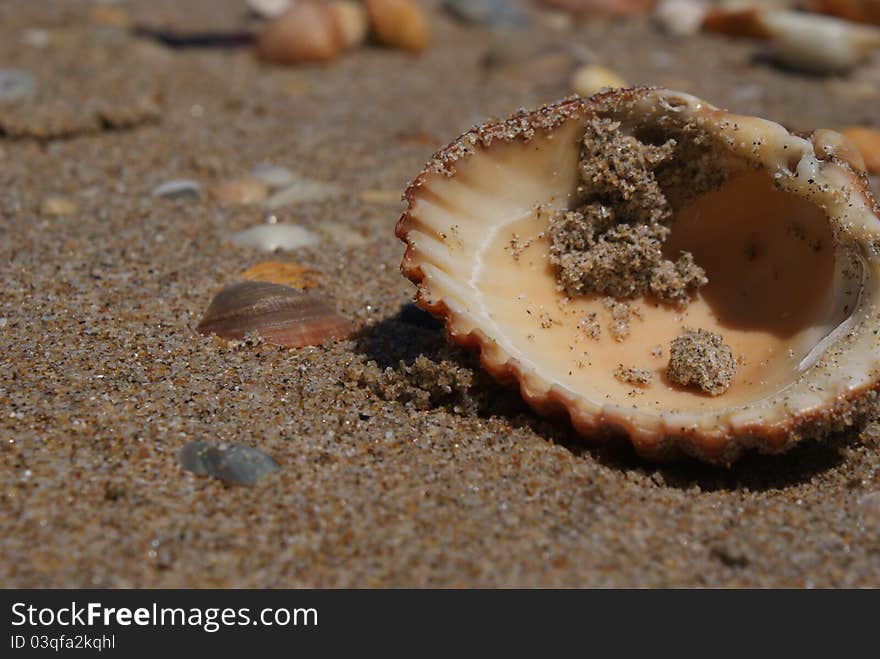 Sandy shell on the beach