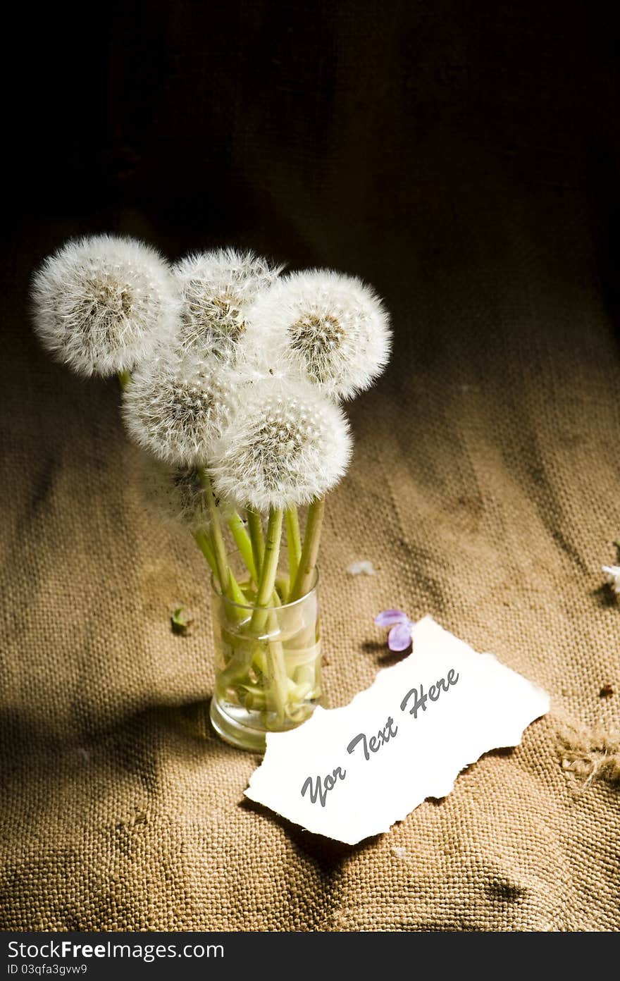 Bouquet of dandelions and card. Studio shot. Bouquet of dandelions and card. Studio shot