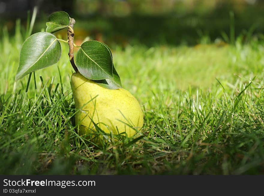 Green Pear With Leafes On Grass.