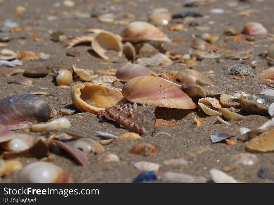 Shells on the beach