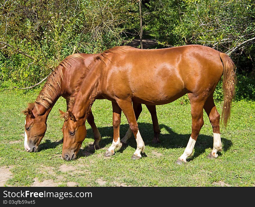 Pair of wild horses are eating grass.