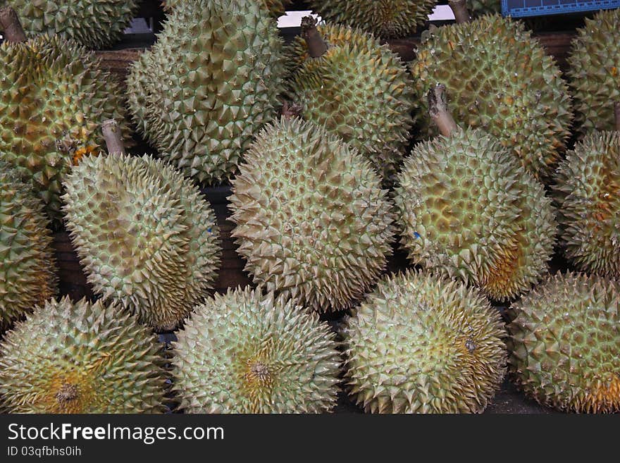 The spiky fruit called the Durian otherwise known as the king of the fruits. Inside the thorny exterior lies a creamy fleshy fruit that smells rather pungent. This batch is found in Vietnam. The spiky fruit called the Durian otherwise known as the king of the fruits. Inside the thorny exterior lies a creamy fleshy fruit that smells rather pungent. This batch is found in Vietnam