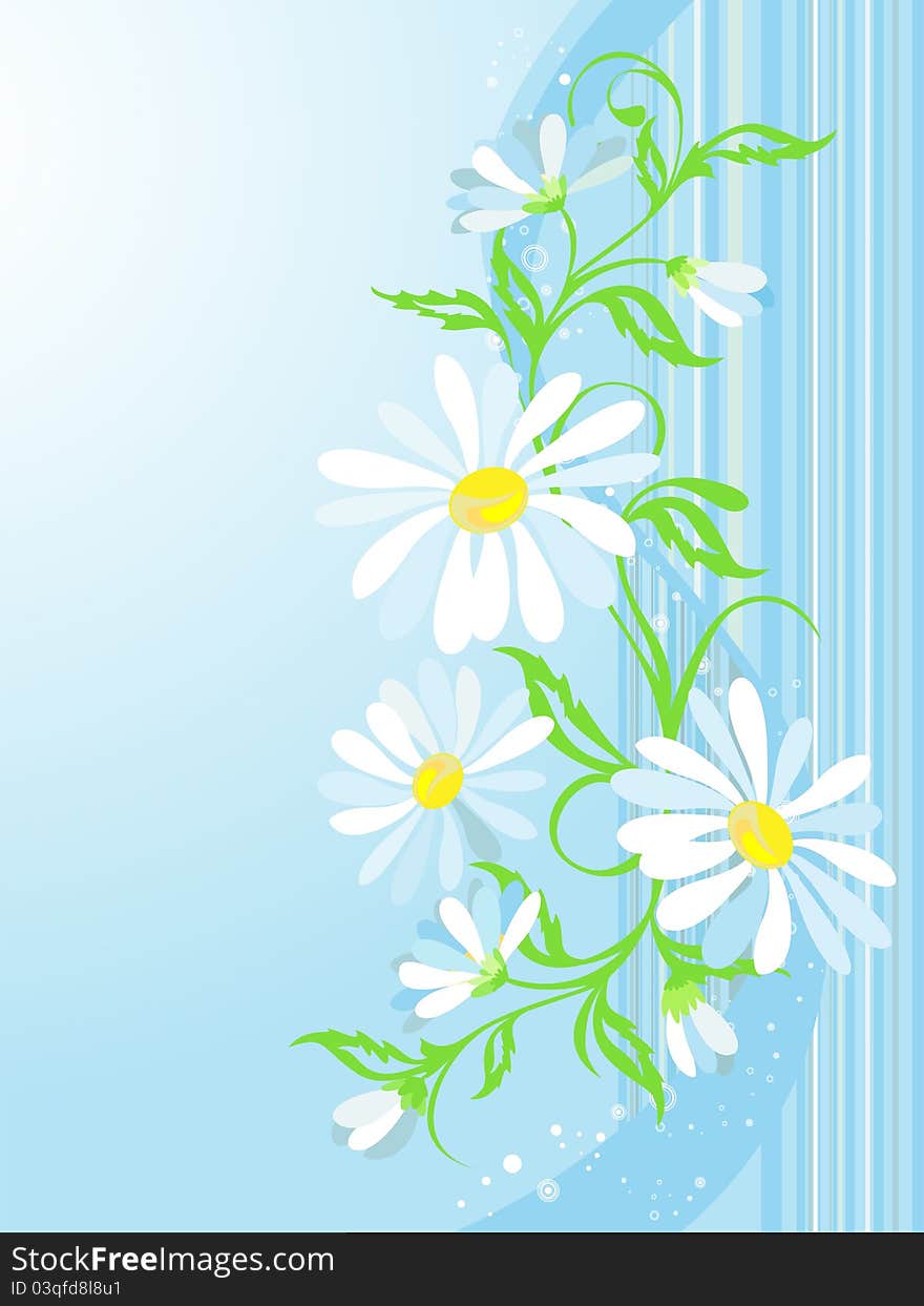 Vector floral background with camomiles