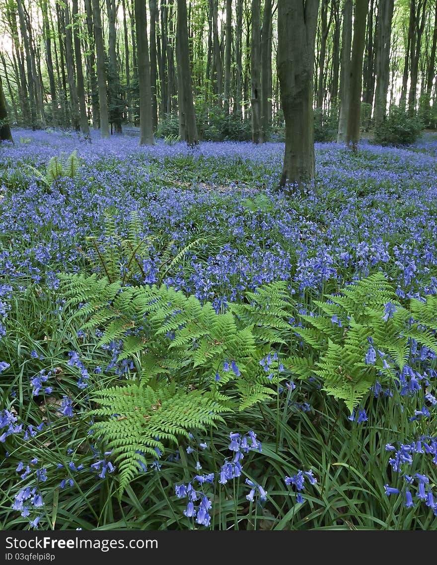 Bluebell (Hyacinthoides non-scripta) Woods near Cleeve, North Somerset. England. Bluebell (Hyacinthoides non-scripta) Woods near Cleeve, North Somerset. England.