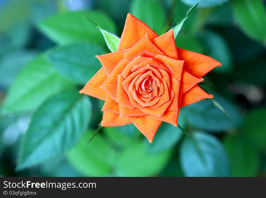 Close-up of orange garden rose